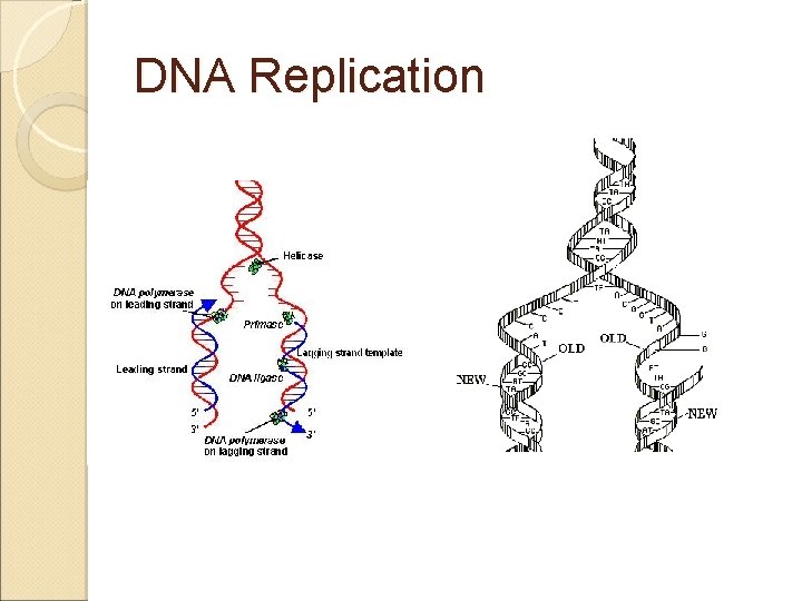 DNA Replication 