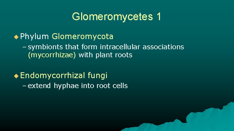 Glomeromycetes 1 u Phylum Glomeromycota – symbionts that form intracellular associations (mycorrhizae) with plant