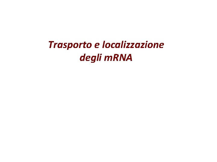 Trasporto e localizzazione degli m. RNA 