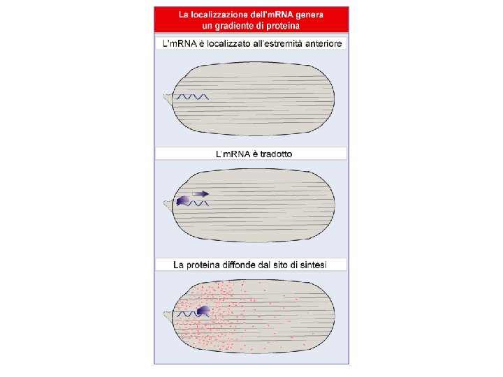 Lewin, IL GENE VIII, Zanichelli editore S. p. A. Copyright © 2006 