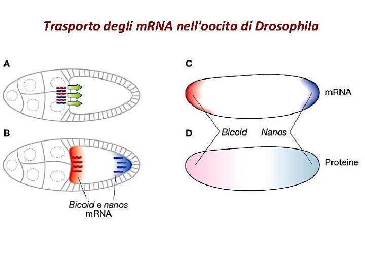 Trasporto degli m. RNA nell'oocita di Drosophila 
