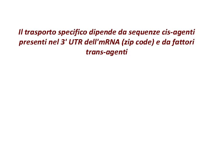 Il trasporto specifico dipende da sequenze cis-agenti presenti nel 3' UTR dell'm. RNA (zip