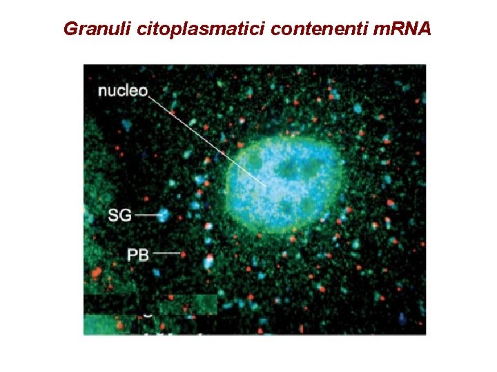 Granuli citoplasmatici contenenti m. RNA 