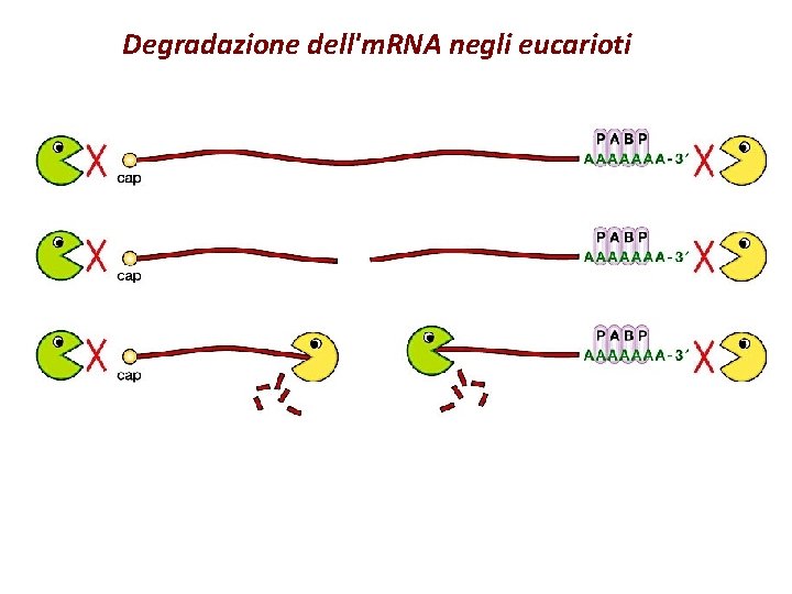Degradazione dell'm. RNA negli eucarioti 