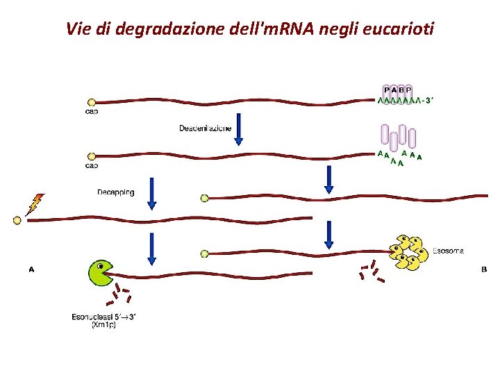 Vie di degradazione dell'm. RNA negli eucarioti 