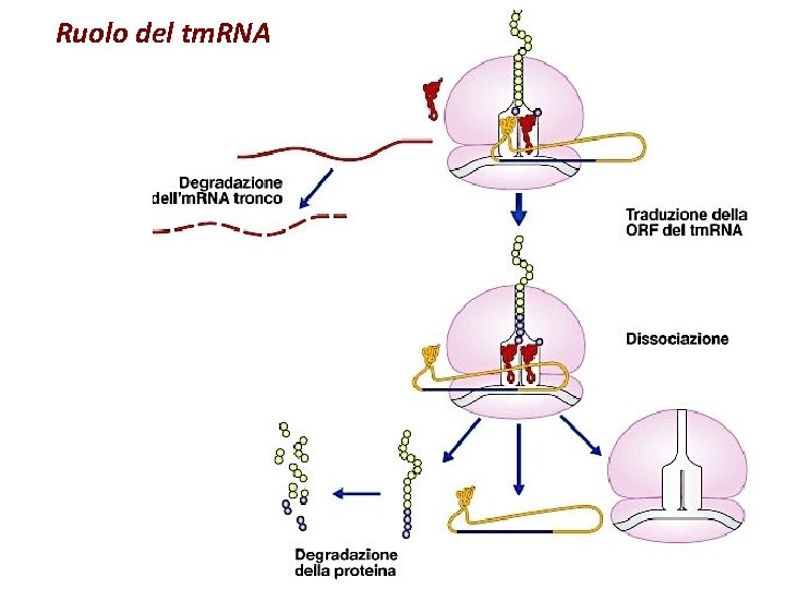 Ruolo del tm. RNA 