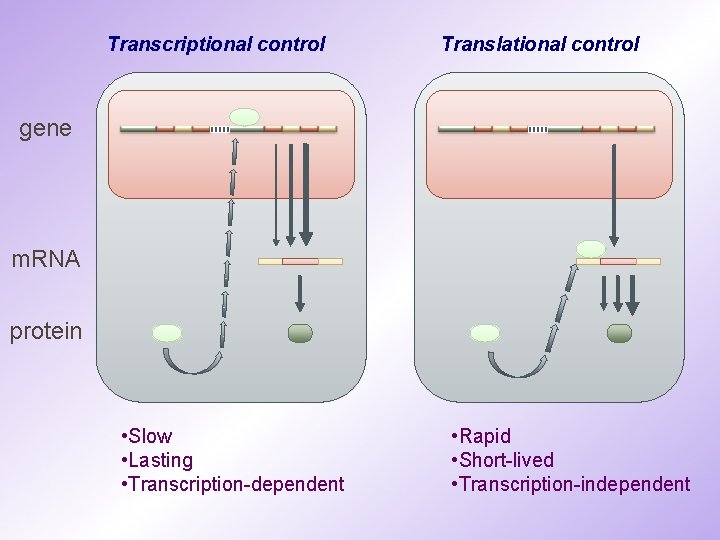 Transcriptional control Translational control gene m. RNA protein • Slow • Lasting • Transcription-dependent