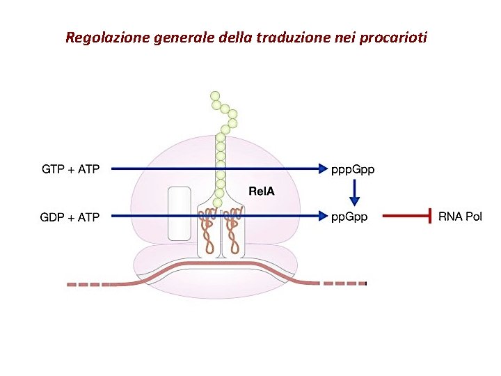 Regolazione generale della traduzione nei procarioti 