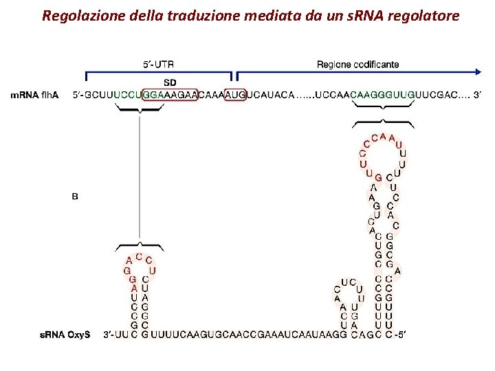 Regolazione della traduzione mediata da un s. RNA regolatore 