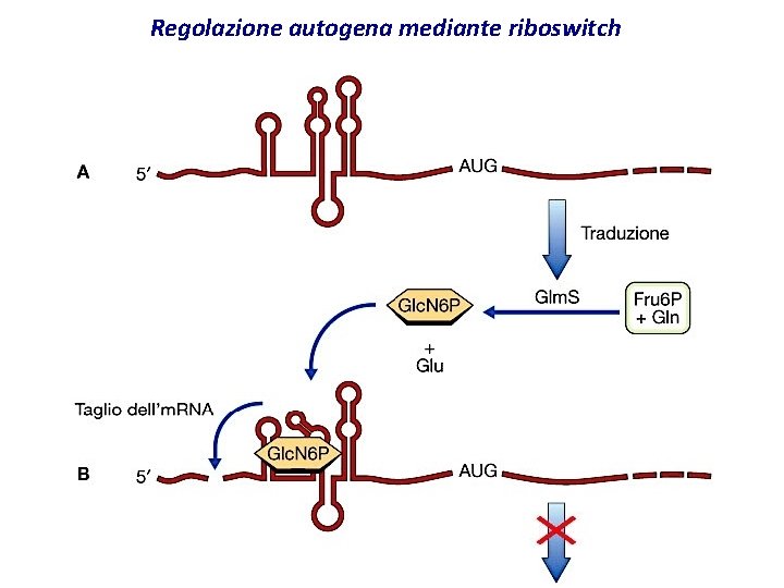 Regolazione autogena mediante riboswitch 