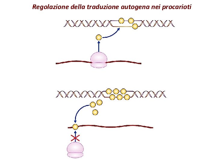 Regolazione della traduzione autogena nei procarioti 