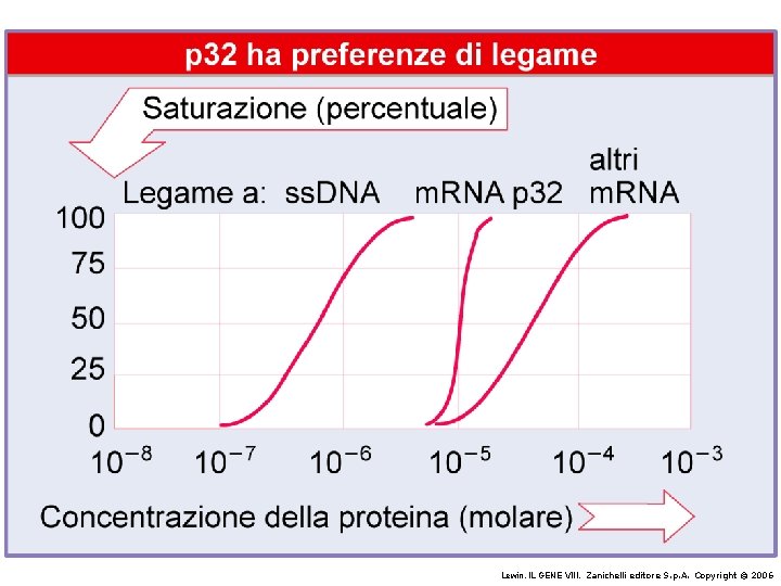 Lewin, IL GENE VIII, Zanichelli editore S. p. A. Copyright © 2006 