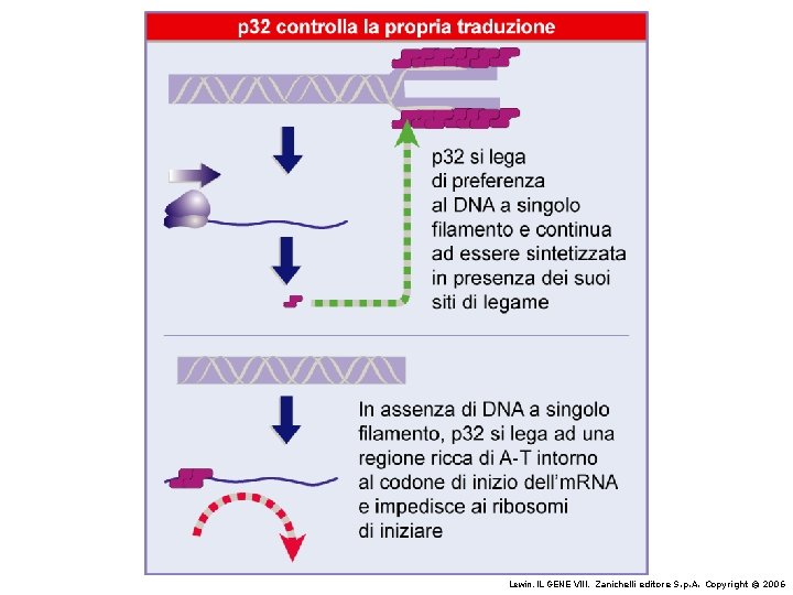 Lewin, IL GENE VIII, Zanichelli editore S. p. A. Copyright © 2006 