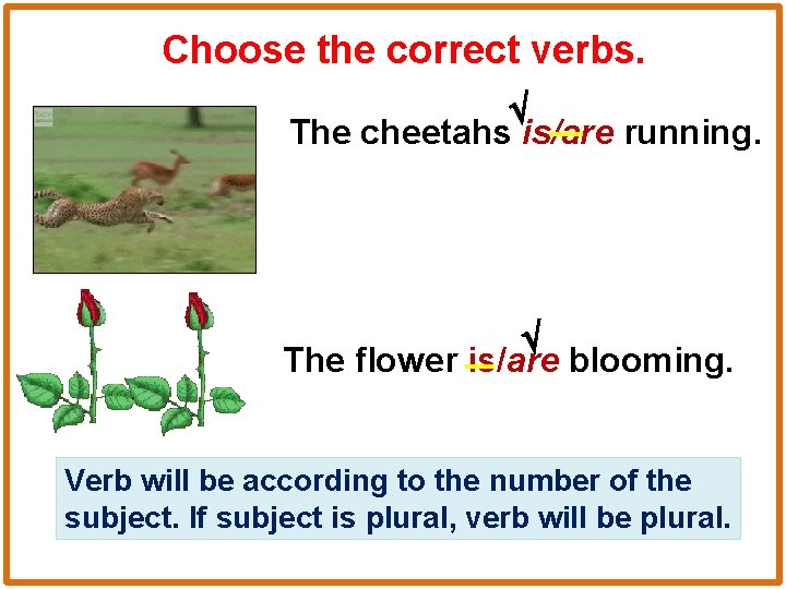 Choose the correct verbs. The cheetahs is/are running. The flower is/are blooming. Verb will