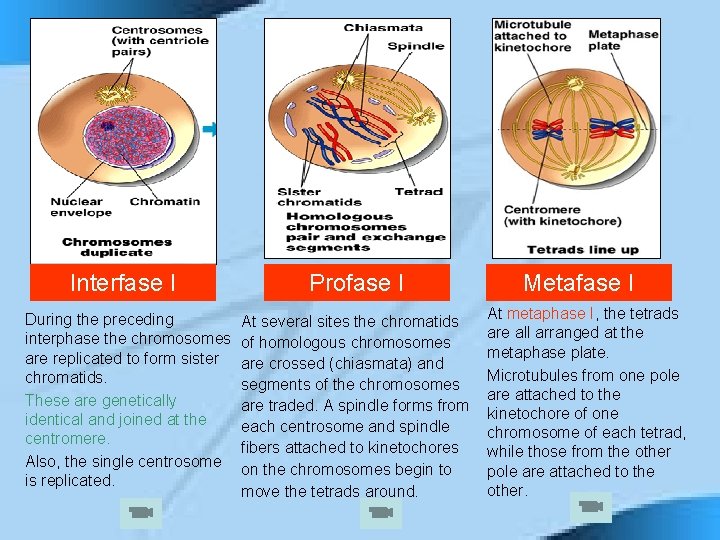 Interfase I During the preceding interphase the chromosomes are replicated to form sister chromatids.