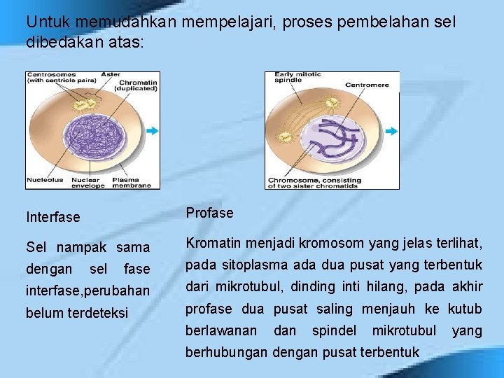 Untuk memudahkan mempelajari, proses pembelahan sel dibedakan atas: Interfase Profase Sel nampak sama Kromatin