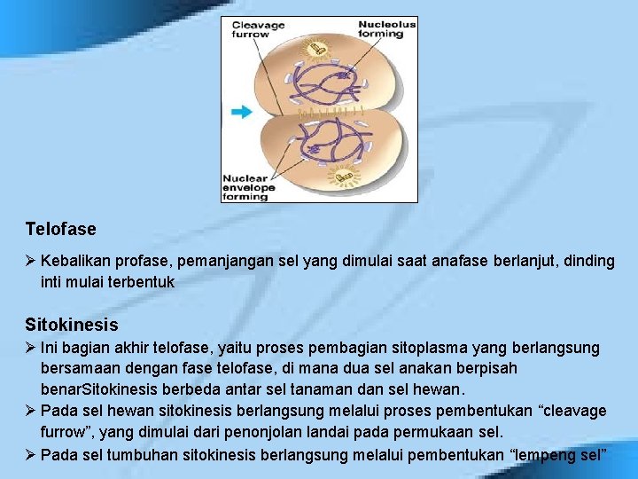 Telofase Ø Kebalikan profase, pemanjangan sel yang dimulai saat anafase berlanjut, dinding inti mulai