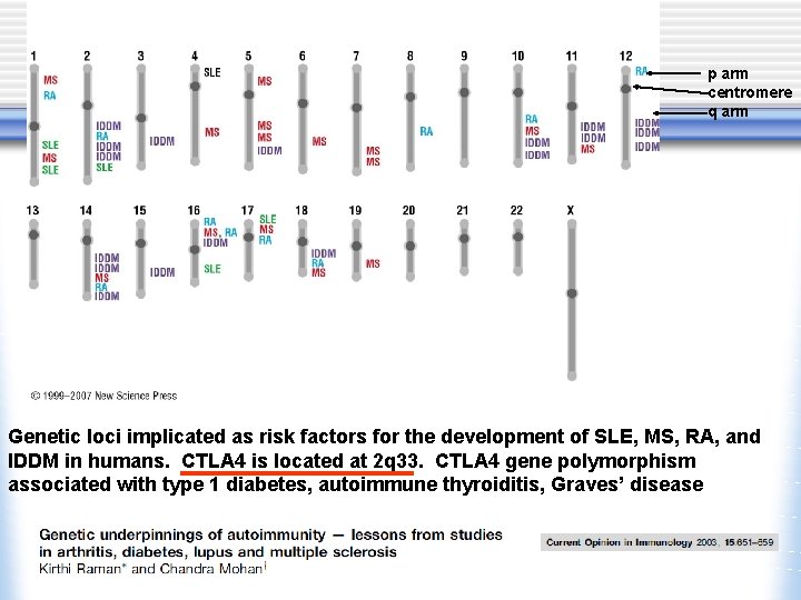 p arm centromere q arm Genetic loci implicated as risk factors for the development