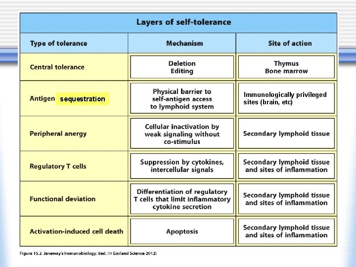 sequestration Immunologically privileged sites (brain, etc) 