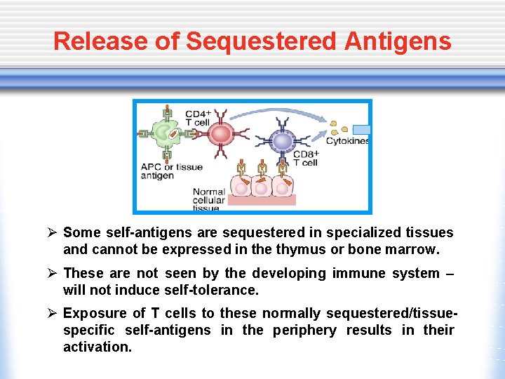 Release of Sequestered Antigens Ø Some self-antigens are sequestered in specialized tissues and cannot