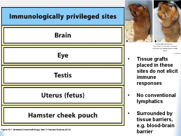  • Tissue grafts placed in these sites do not elicit immune responses •