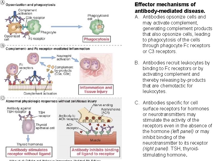 Effector mechanisms of antibody-mediated disease. A. Antibodies opsonize cells and may activate complement, generating