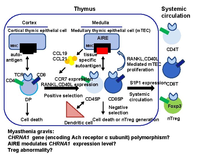 Systemic circulation 　Thymus Cortex Medulla Cortical thymic epithelial cell Medullary thymic epithelial cell (m.