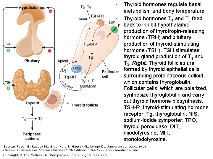  • • Thyroid hormones regulate basal metabolism and body temperature Thyroid hormones T