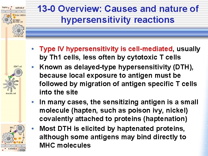 13 -0 Overview: Causes and nature of hypersensitivity reactions • Type IV hypersensitivity is