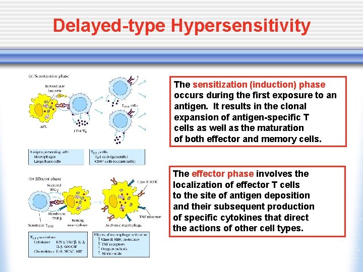 Delayed-type Hypersensitivity The sensitization (induction) phase occurs during the first exposure to an antigen.