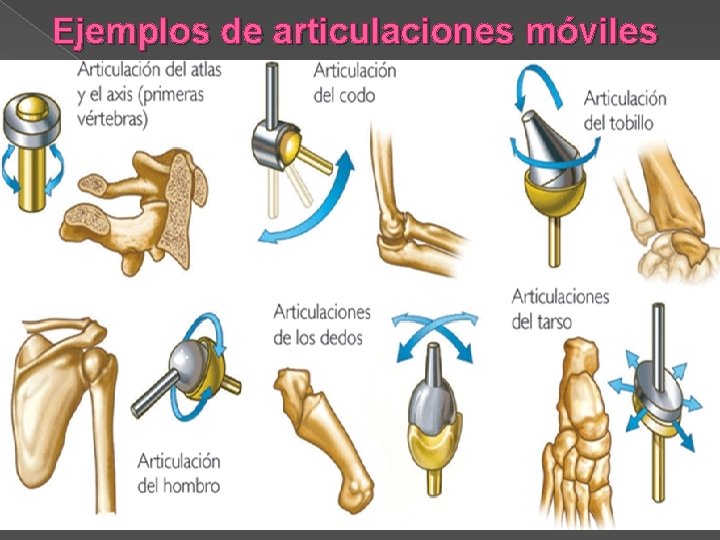 Ejemplos de articulaciones móviles 