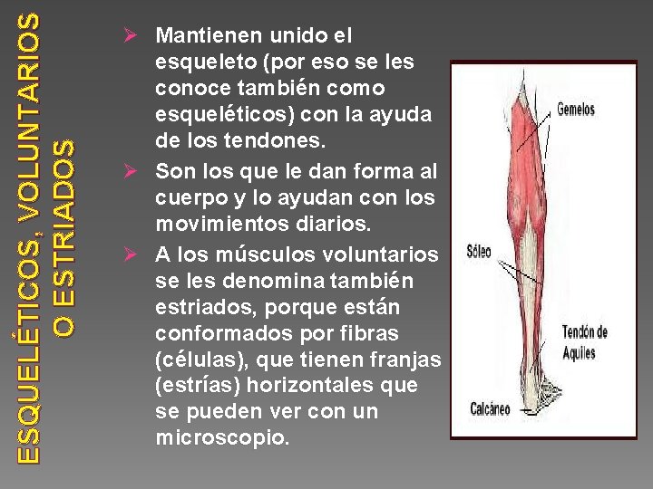 ESQUELÉTICOS, VOLUNTARIOS O ESTRIADOS Ø Mantienen unido el esqueleto (por eso se les conoce
