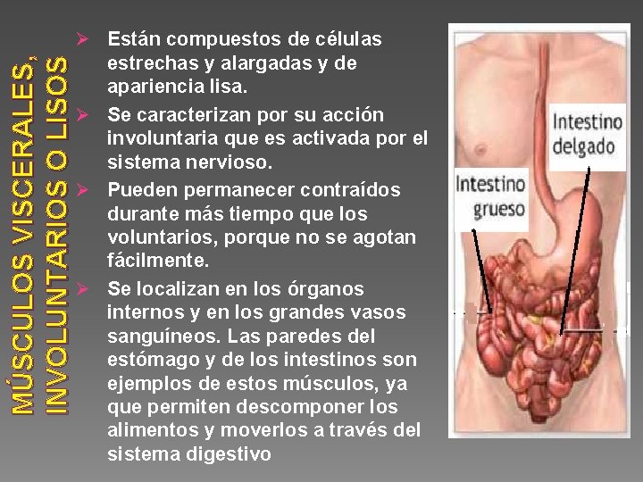 MÚSCULOS VISCERALES, INVOLUNTARIOS O LISOS Ø Están compuestos de células estrechas y alargadas y