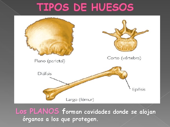 TIPOS DE HUESOS Los PLANOS forman cavidades donde se alojan órganos a los que