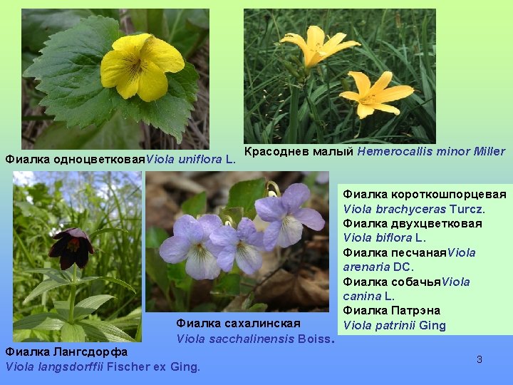 Фиалка одноцветковая. Viola uniflora L. Красоднев малый Hemerocallis minor Miller Фиалка сахалинская Viola saсchalinensis