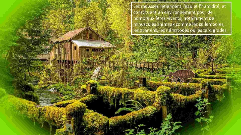 Les mousses retiennent l'eau et l'humidité, et constituent un environnement pour de nombreux êtres