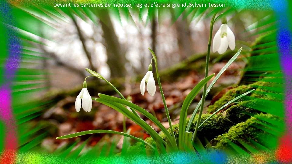 Devant les parterres de mousse, regret d'être si grand. Sylvain Tesson 