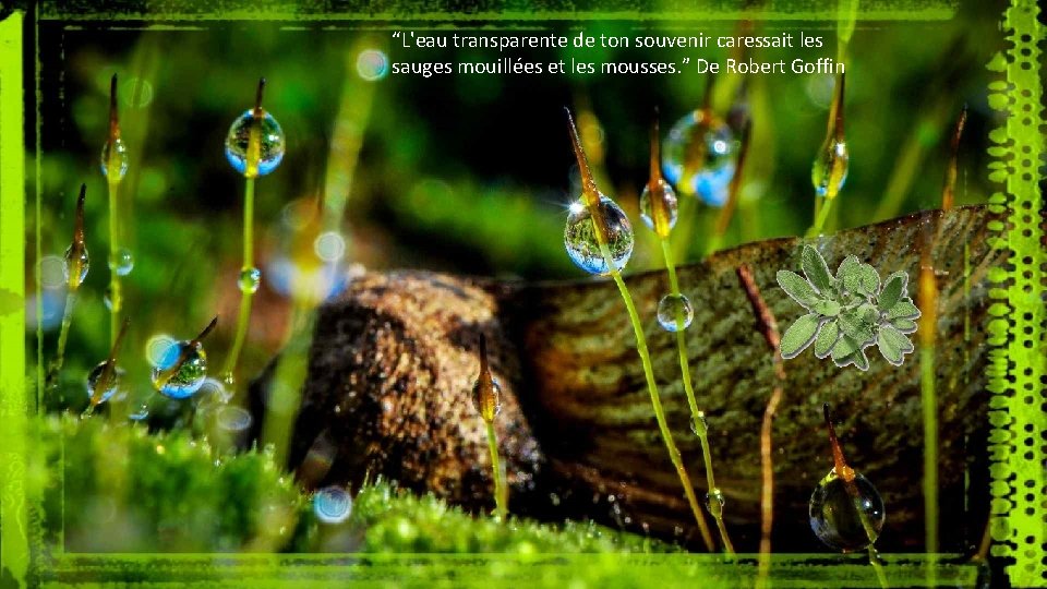 “L'eau transparente de ton souvenir caressait les sauges mouillées et les mousses. ” De