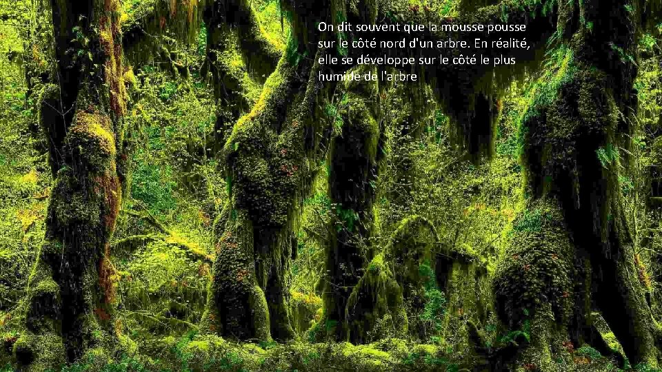 On dit souvent que la mousse pousse sur le côté nord d'un arbre. En