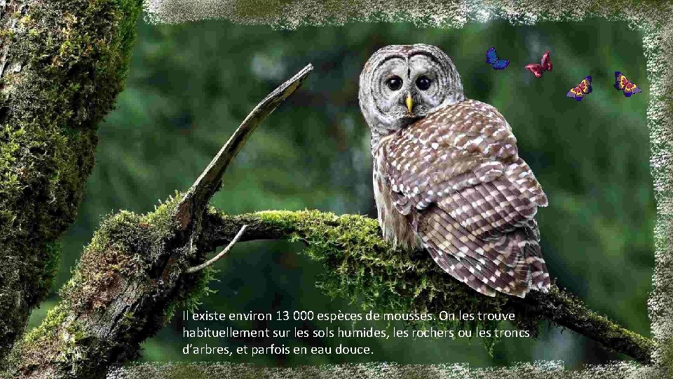 Il existe environ 13 000 espèces de mousses. On les trouve habituellement sur les