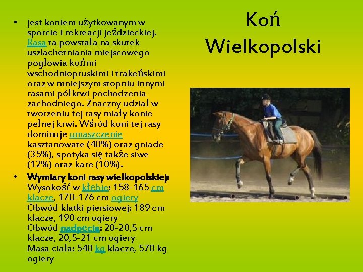  • jest koniem użytkowanym w sporcie i rekreacji jeździeckiej. Rasa ta powstała na