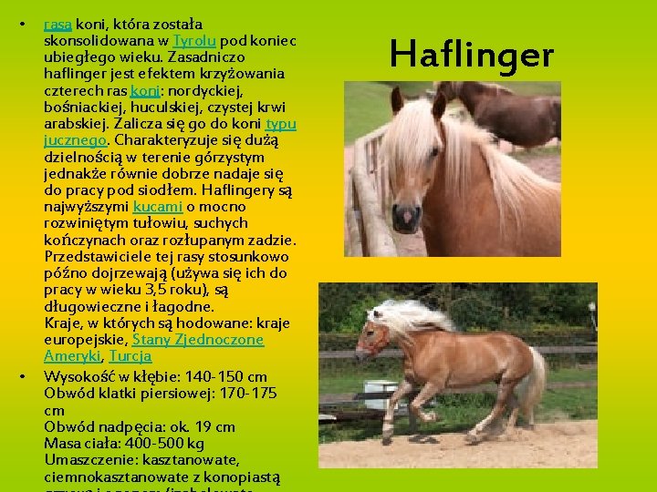  • • rasa koni, która została skonsolidowana w Tyrolu pod koniec ubiegłego wieku.