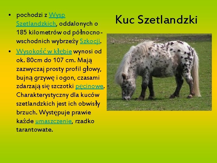  • pochodzi z Wysp Szetlandzkich, oddalonych o 185 kilometrów od północnowschodnich wybrzeży Szkocji.