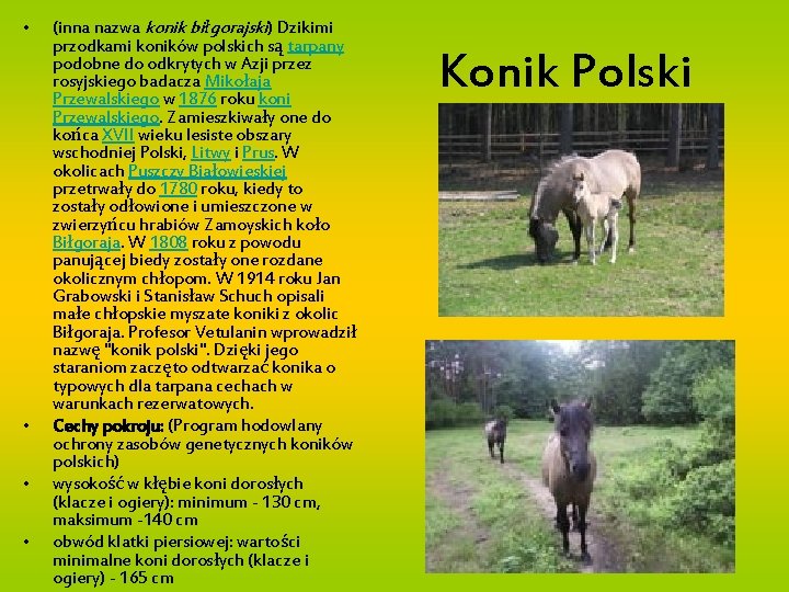  • • (inna nazwa konik biłgorajski) Dzikimi przodkami koników polskich są tarpany podobne