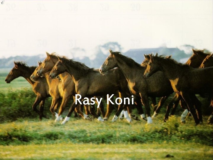 Rasy Koni 