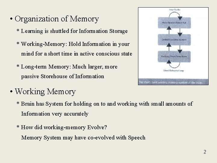  • Organization of Memory * Learning is shuttled for Information Storage * Working-Memory: