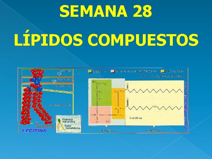 SEMANA 28 LÍPIDOS COMPUESTOS 