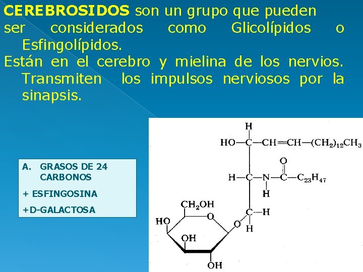 CEREBROSIDOS son un grupo que pueden ser considerados como Glicolípidos o Esfingolípidos. Están en