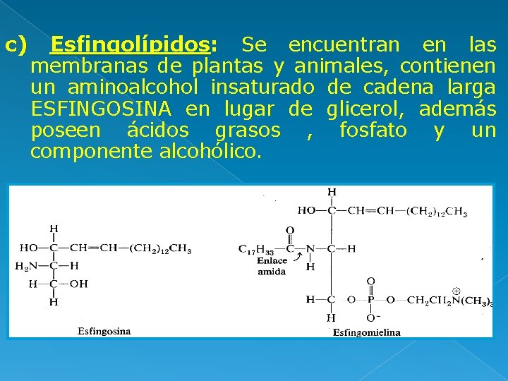 c) Esfingolípidos: Se encuentran en las membranas de plantas y animales, contienen un aminoalcohol