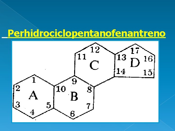 Perhidrociclopentanofenantreno 